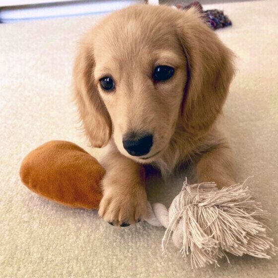 犬が甘えたいときにみせる4つのサイン 愛犬の気持ちを読み取るポイントとは?