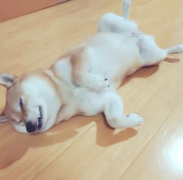 猫のようなしぐさをする柴犬