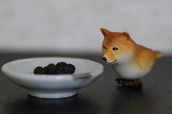 イヌトリ