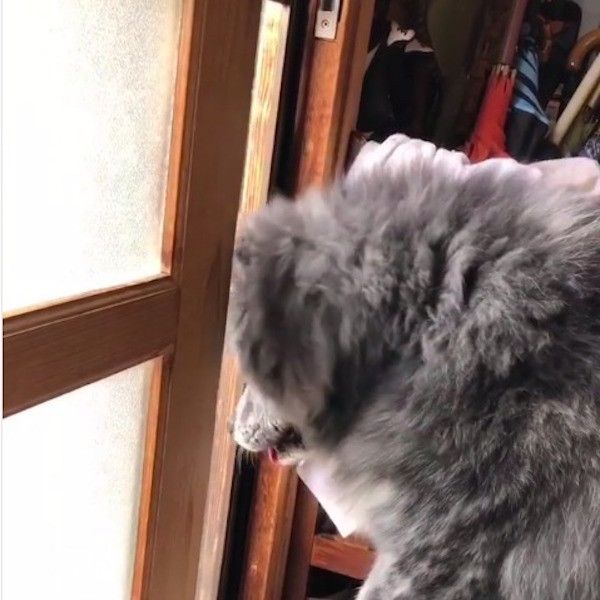 秋田犬