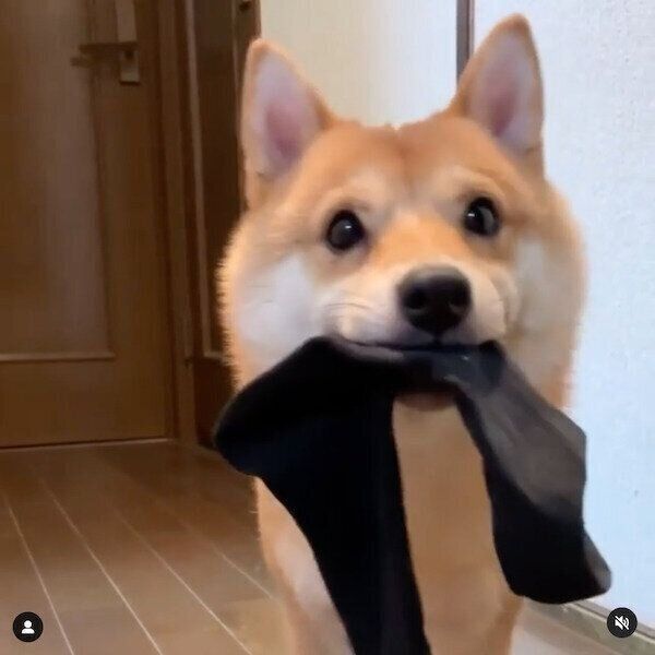 パパさんの使用済みの靴下をくわえるうにくん