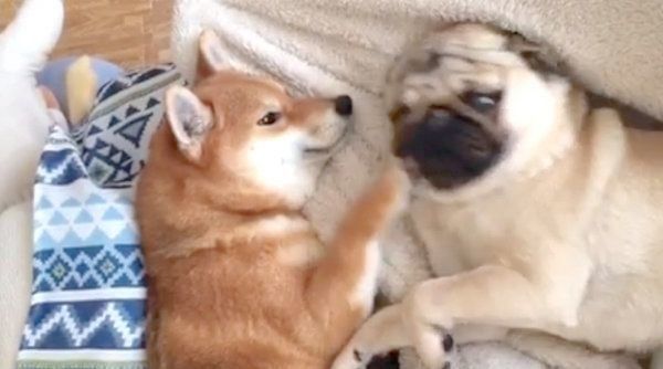 添い寝する柴犬とパグ