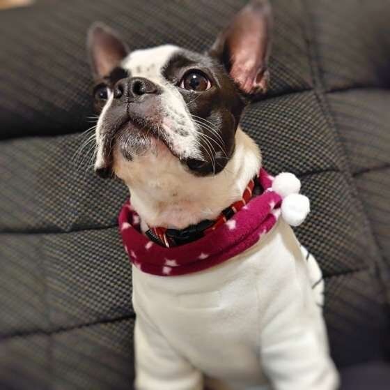 ぼーっとする犬