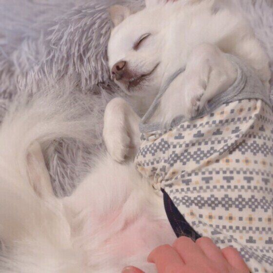 チワワ