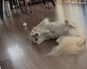 くつろいでいる様子の犬