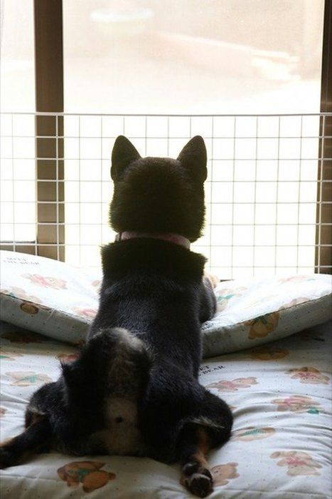 外を眺める柴