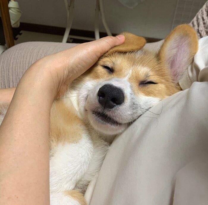 子犬時代のレオくん