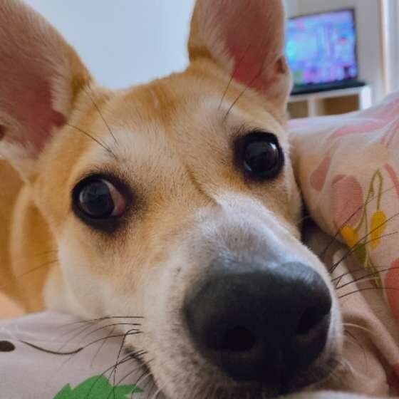 ミックス犬