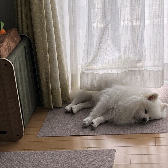 窓際で眠るポメラニアン