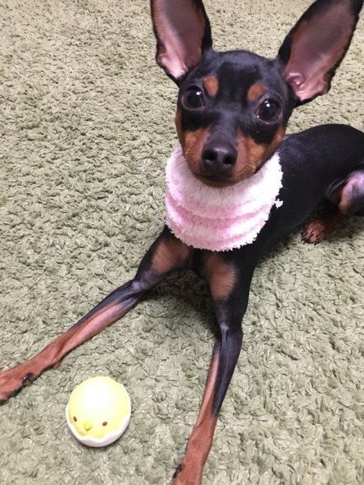 ミニピン
