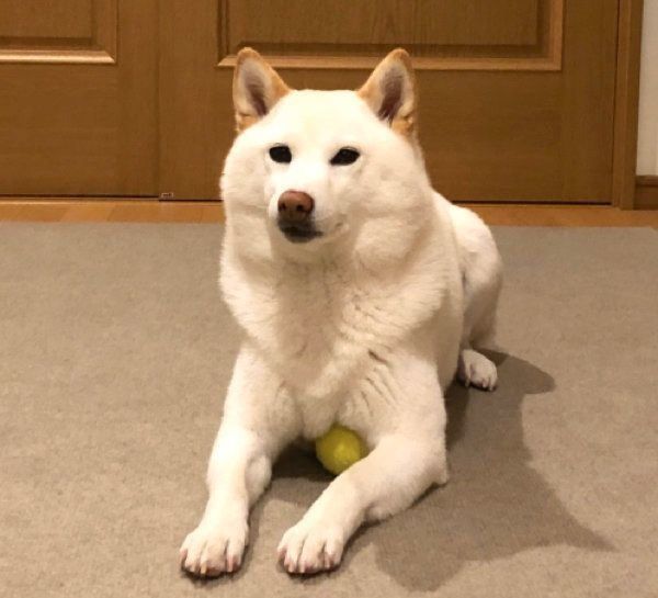 ボールを温めるチョビちゃん