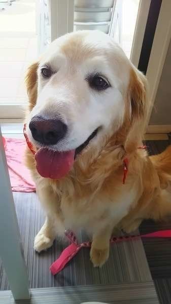 元気なおばあちゃん犬