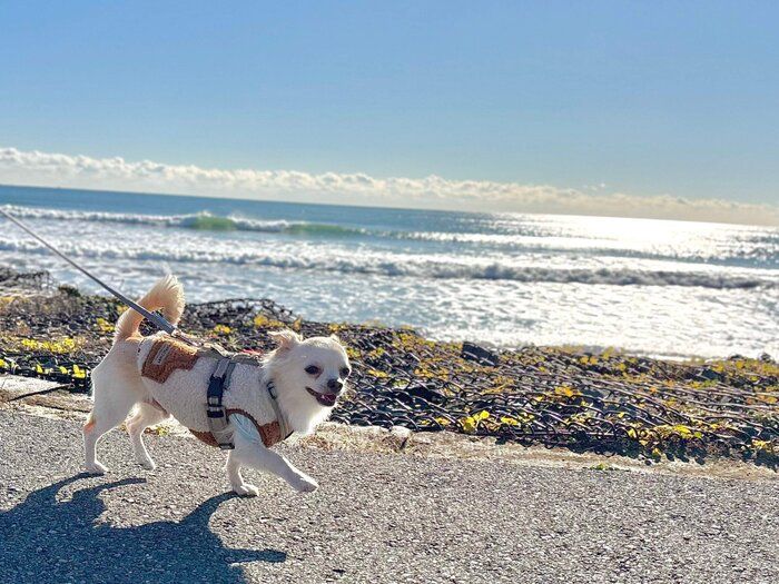 楽しそうにお散歩するはるくん