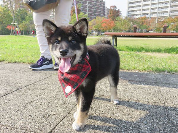散歩する柴犬