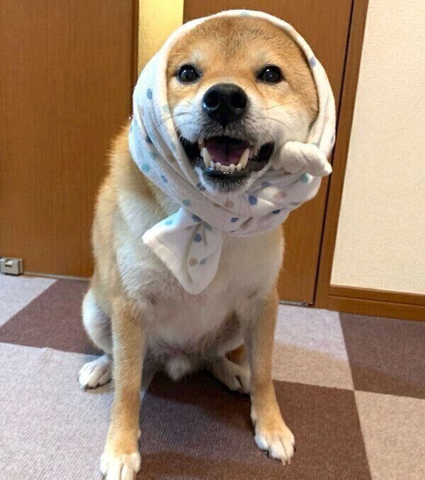 ほっかむりが似合う銀次くん