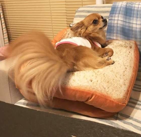 チワワ・ナッツちゃん・ふさふさしっぽ
