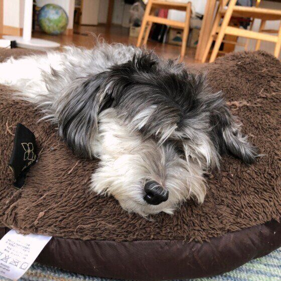 気持ちよさそうに眠る犬