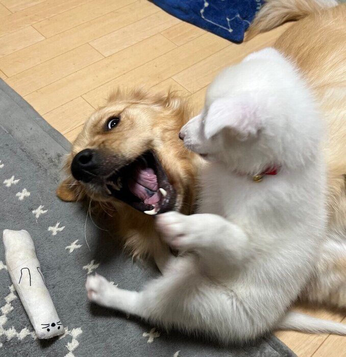 妹犬・ソレルちゃんと遊ぶクローブくん