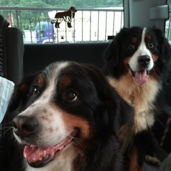 保護犬