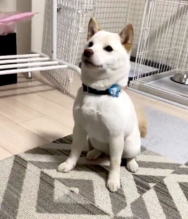 お座りをするえるちゃん