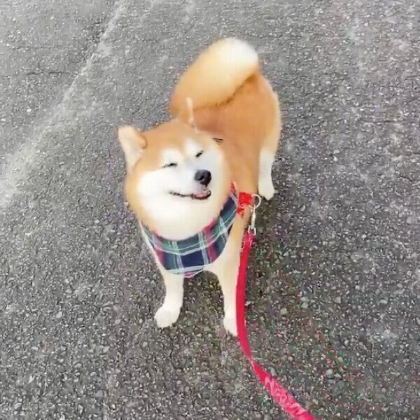 撮影スポットを教えてくれるまるちゃん