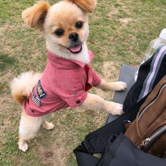 外で遊ぶ犬