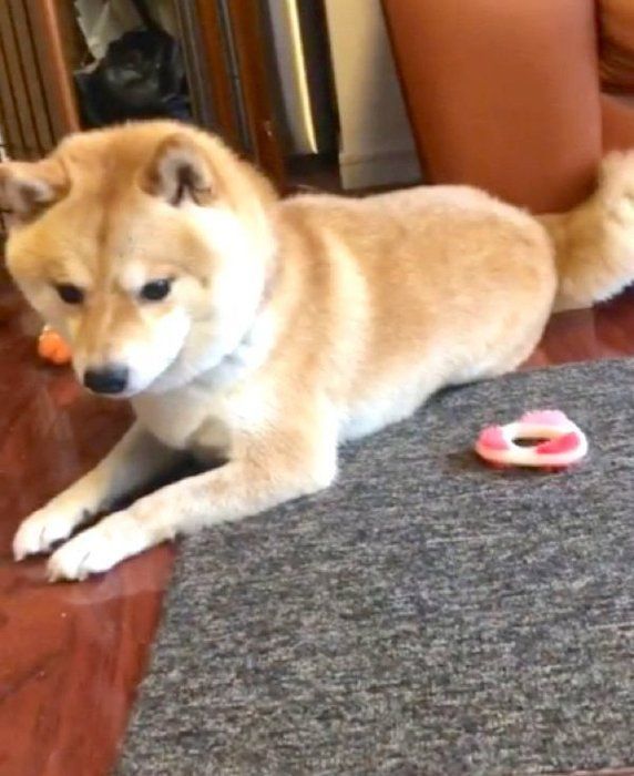 背中におもちゃを隠す豆柴