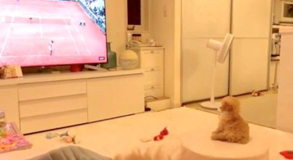 テレビを見つめるトイ・プードル