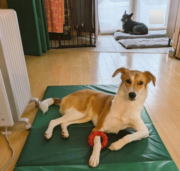 まったりする麦太郎くん、のんちゃん