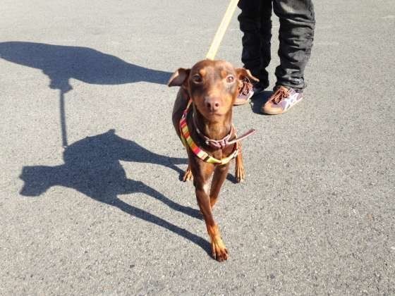 お散歩する犬