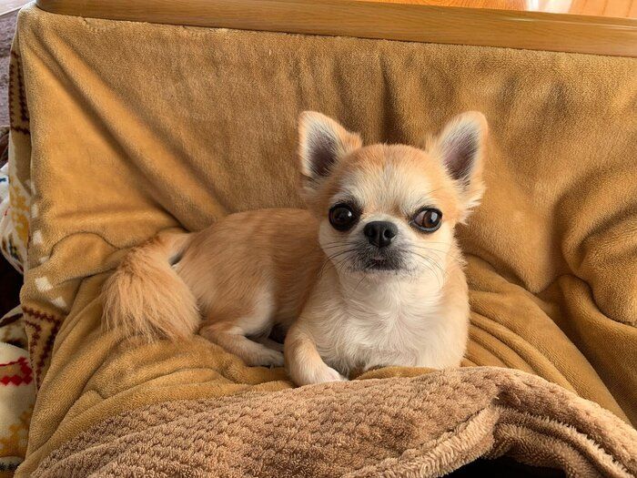 出勤5分前の飼い主さんのひざにのるたろ丸くん