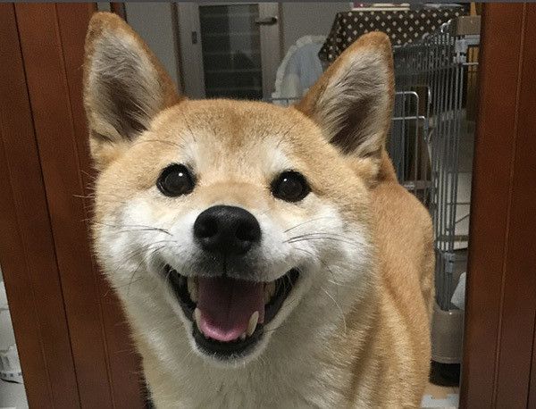 笑顔の柴犬