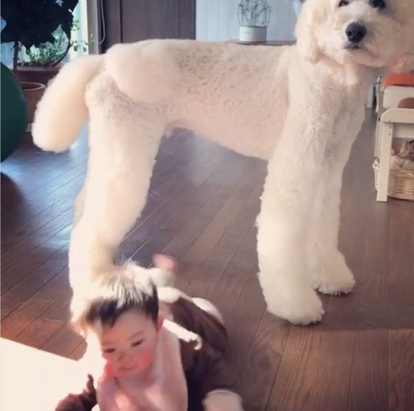 スタンダード・プードルと男の子