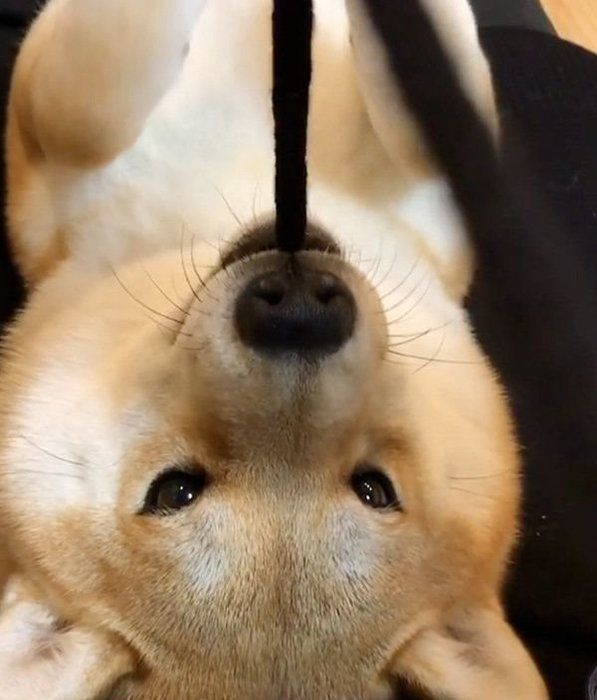 遊ぶ柴犬