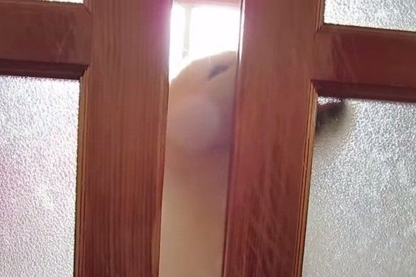 秋田犬