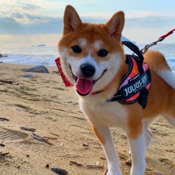散歩する柴犬