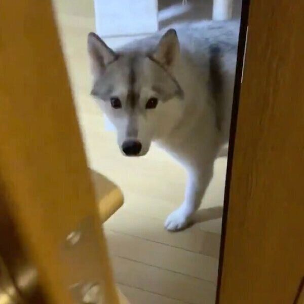 飼い主さんの帰宅を喜ぶユキちゃん