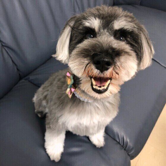 硬すぎるウンチの原因は? 犬のウンチの硬さの目安
