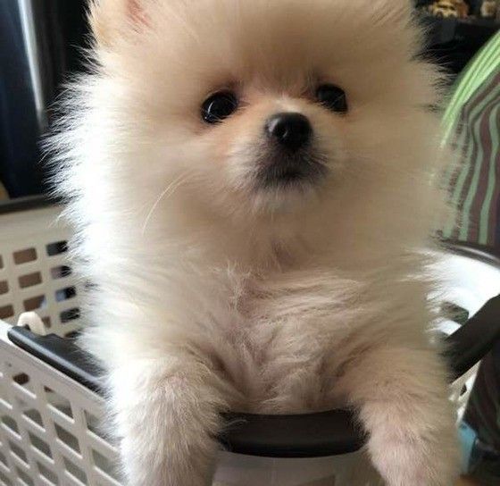 かわいい犬