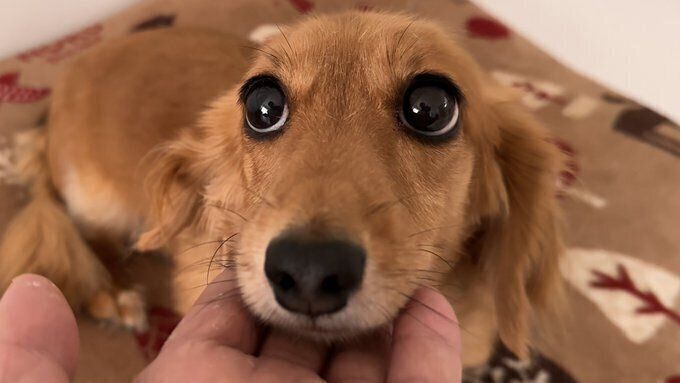 CHOCOちゃんの上目遣い　かわいくてたまらない