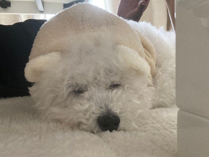 朝の散歩へ行く前の、まだ眠いくるるくん