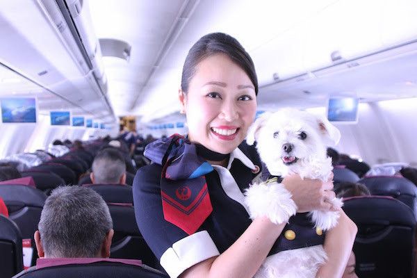 JALワンワンJET沖縄