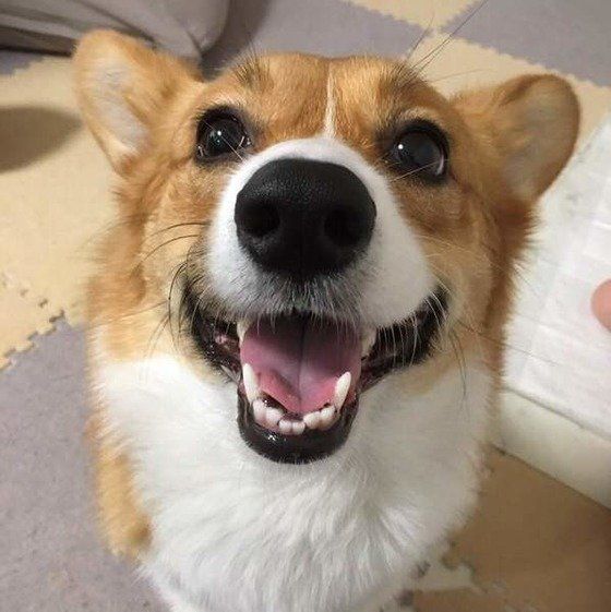 にっこにこ♪ウェルシュ・コーギー・ペンブロークの ステラちゃん