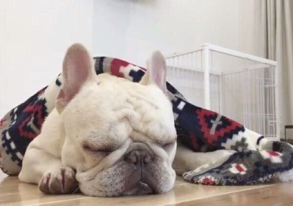 スヤスヤ眠る三郎くん