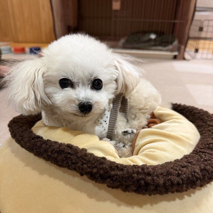 おうちでリラックスするメイちゃん