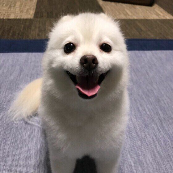 笑顔の犬