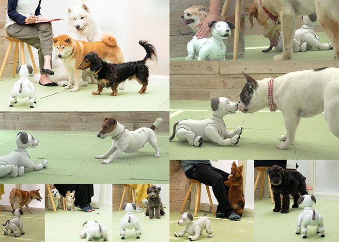 10組13頭の愛犬たちが「aiboとの出会い」に挑戦
