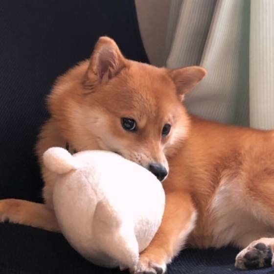 柴