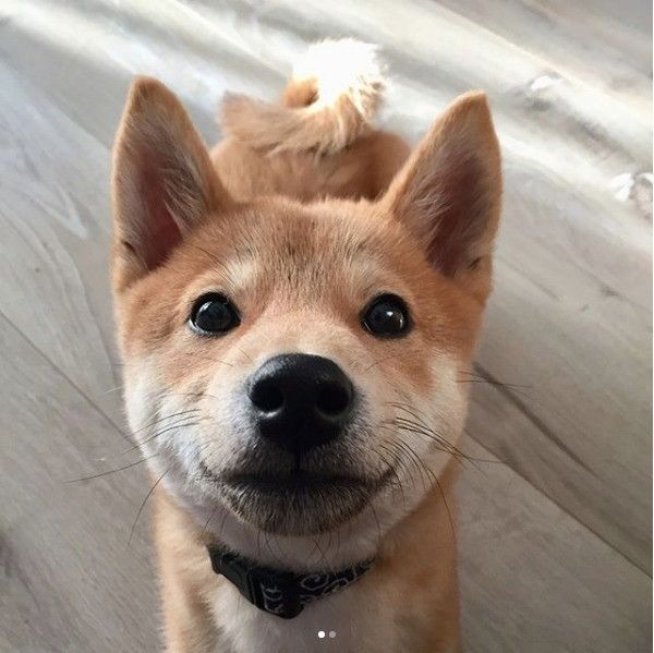 柴犬