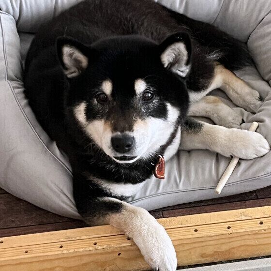 歯みがきガムを持つ柴犬